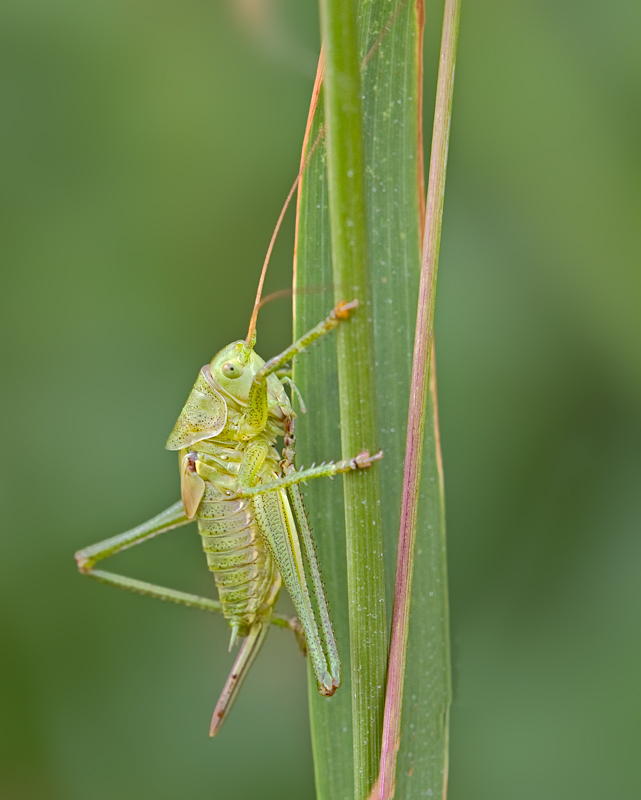 Heuschreckenlarve