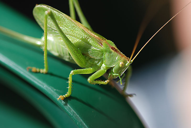 Heuschreckenmakro