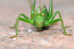 Heuschreckenmakro I