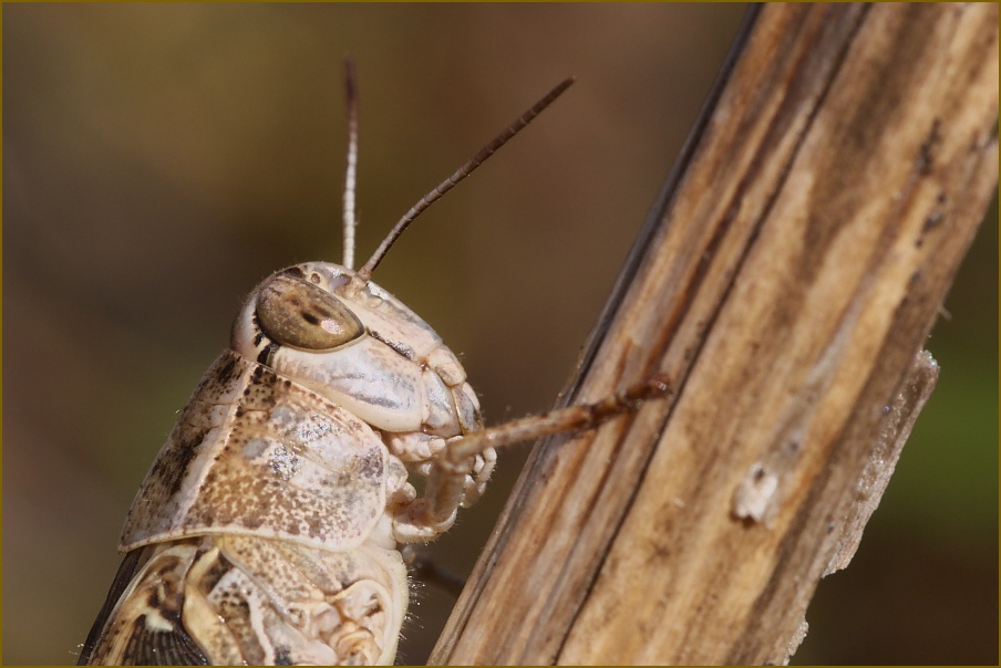 Heuschreckenportrait