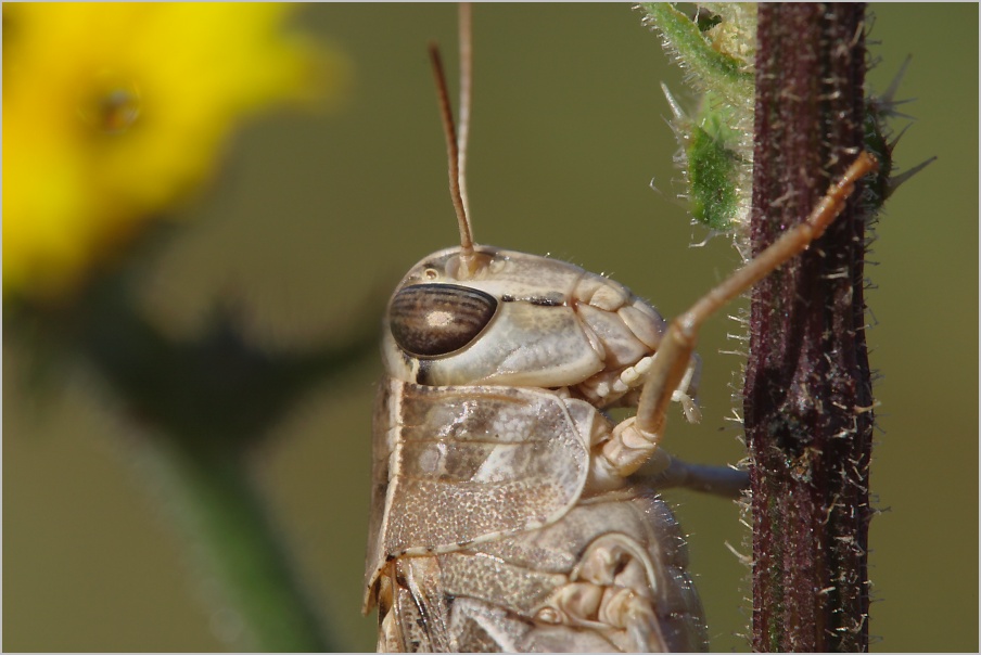 Heuschreckenportrait II