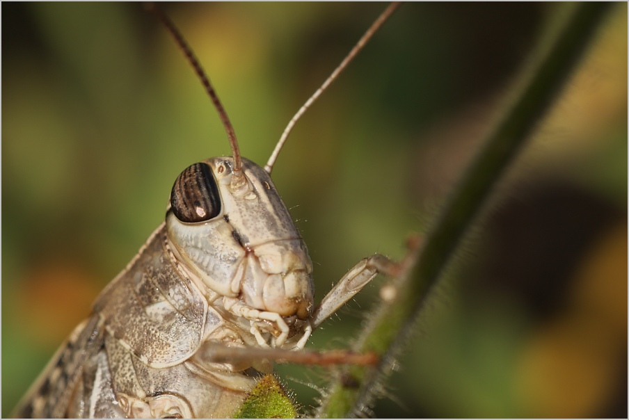 Heuschreckenportrait III