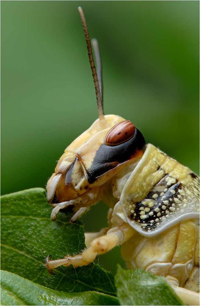 Heuschreckenportrait (seitlich)