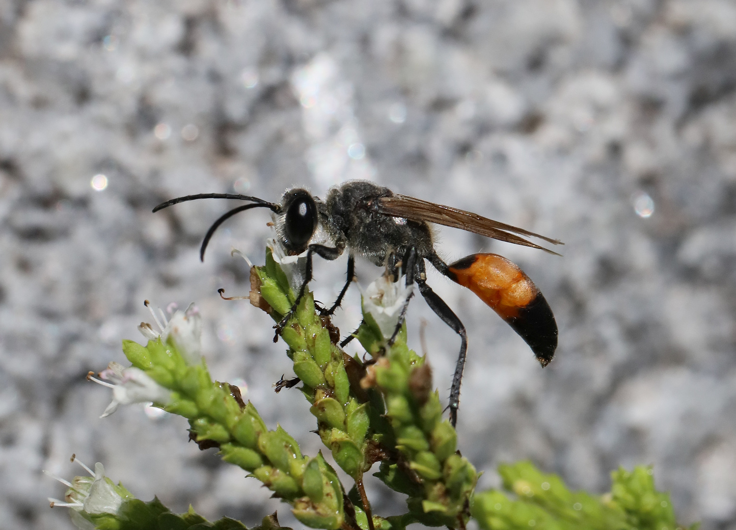 Heuschreckensandwespe