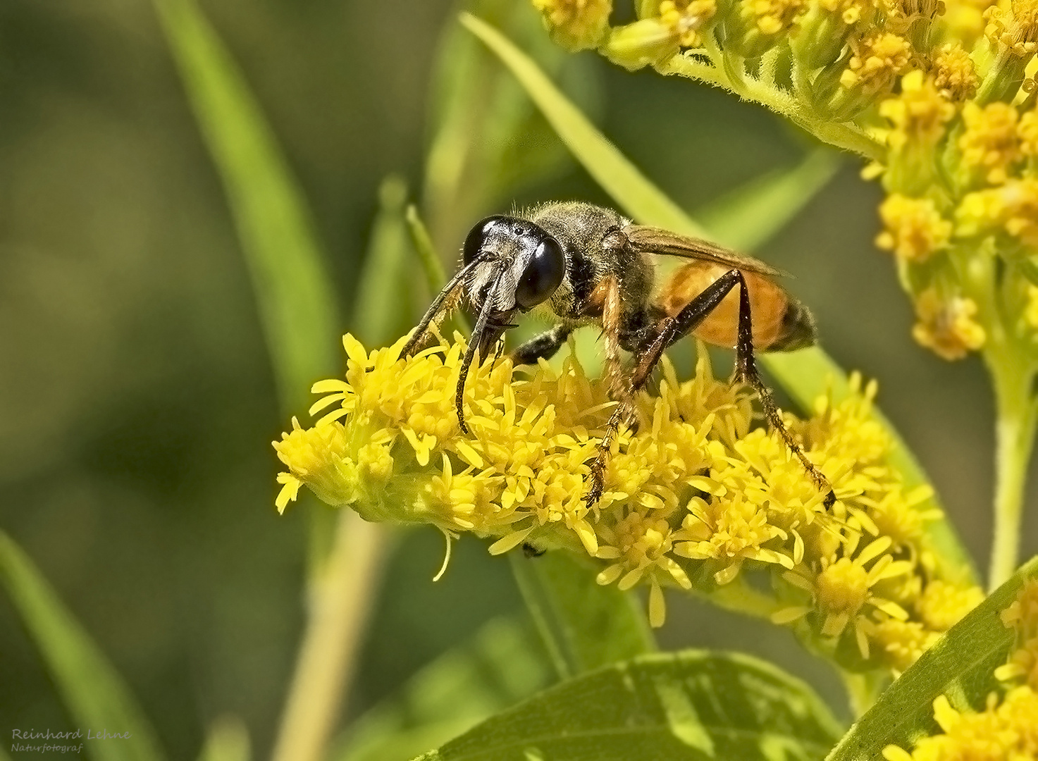   Heuschreckensandwespe  