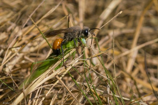 Heuschreckensandwespe mit Opfer