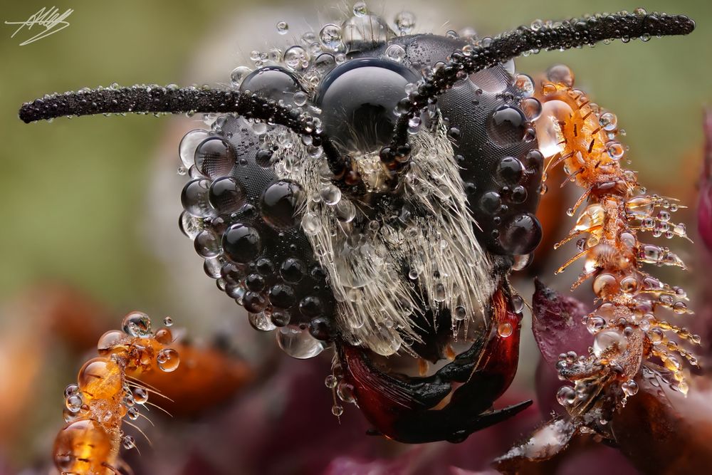 Heuschreckensandwespe (Sphex funarius)