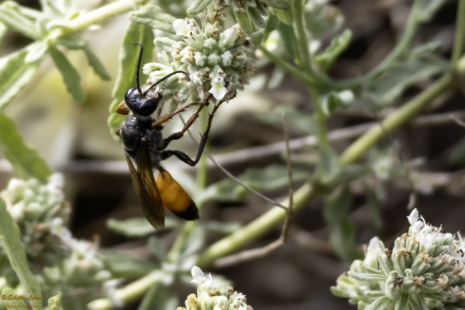 Heuschreckensandwespe (Sphex funerarius) 