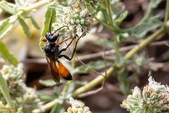 Heuschreckensandwespe (Sphex funerarius) 