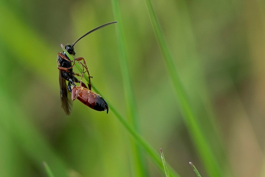 Heuschreckensandwespe (Sphex funerarius)