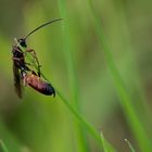 Heuschreckensandwespe (Sphex funerarius)