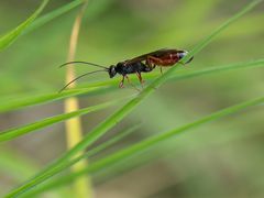 Heuschreckensandwespe (Sphex funerarius)