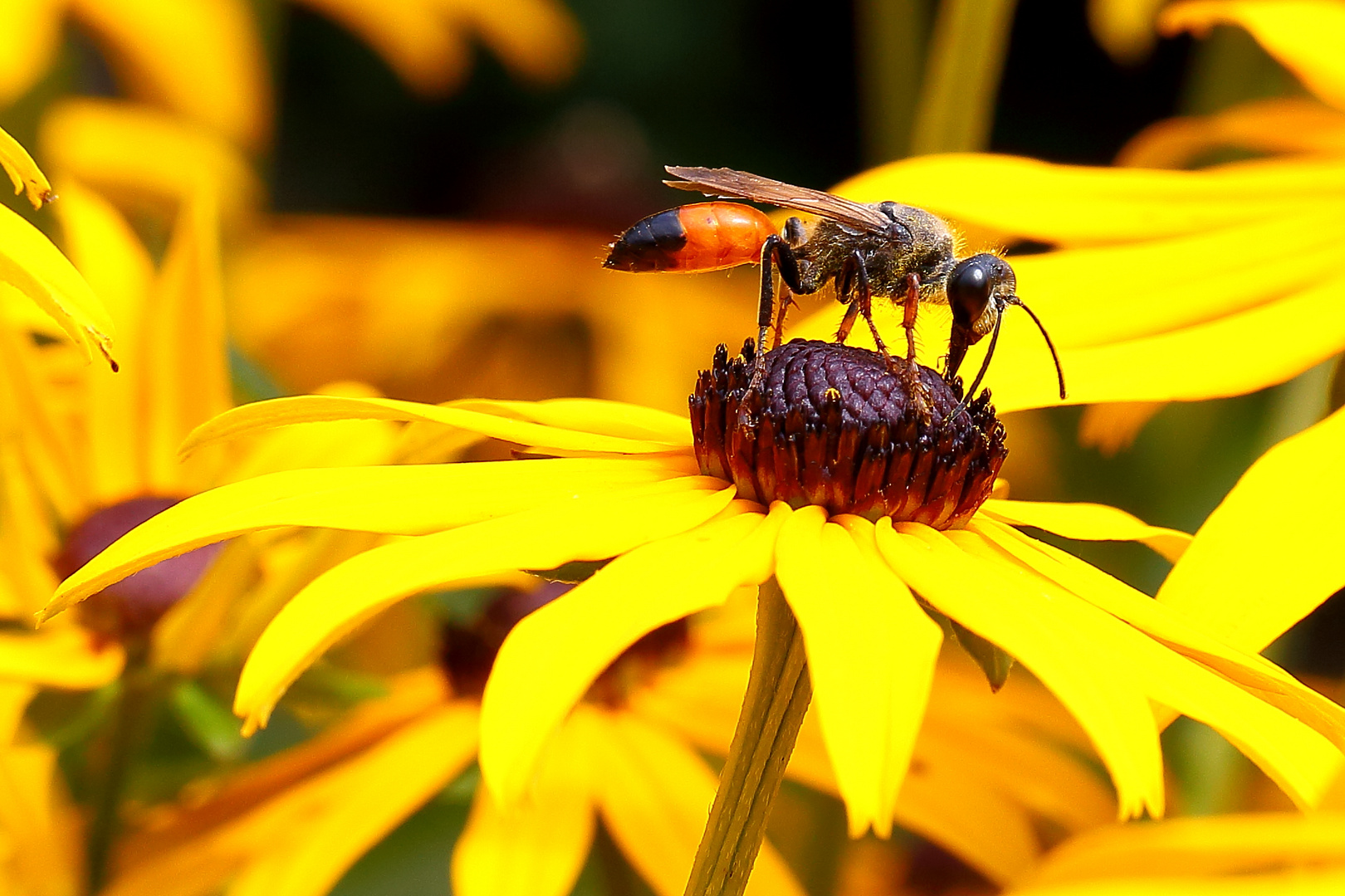 Heuschreckensandwespe (Sphex funerarius) auf Sonnenhut