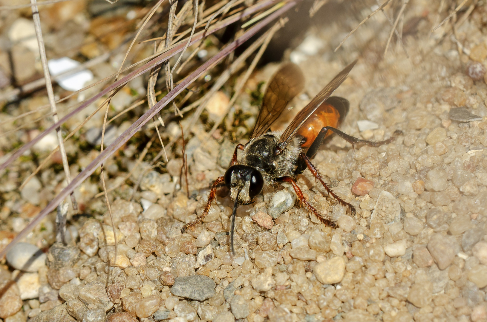 Heuschreckensandwespe (Sphex funerarius)