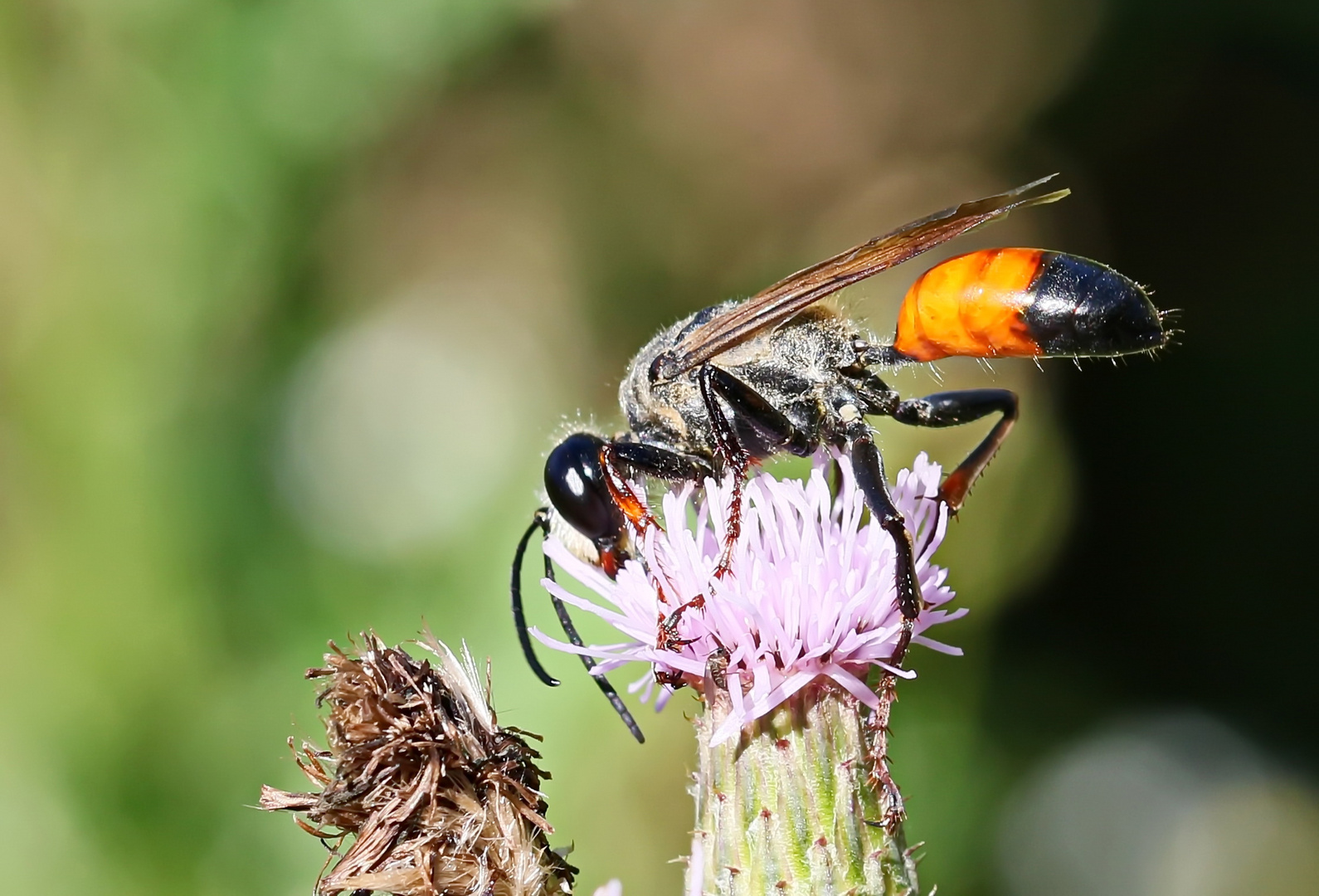 Heuschreckensandwespe,Weibchen