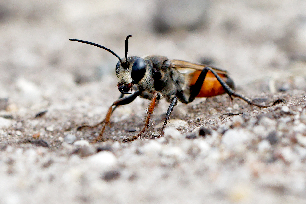 Heuschreckenwespe