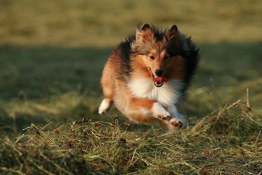 Heuschwaden-Agility