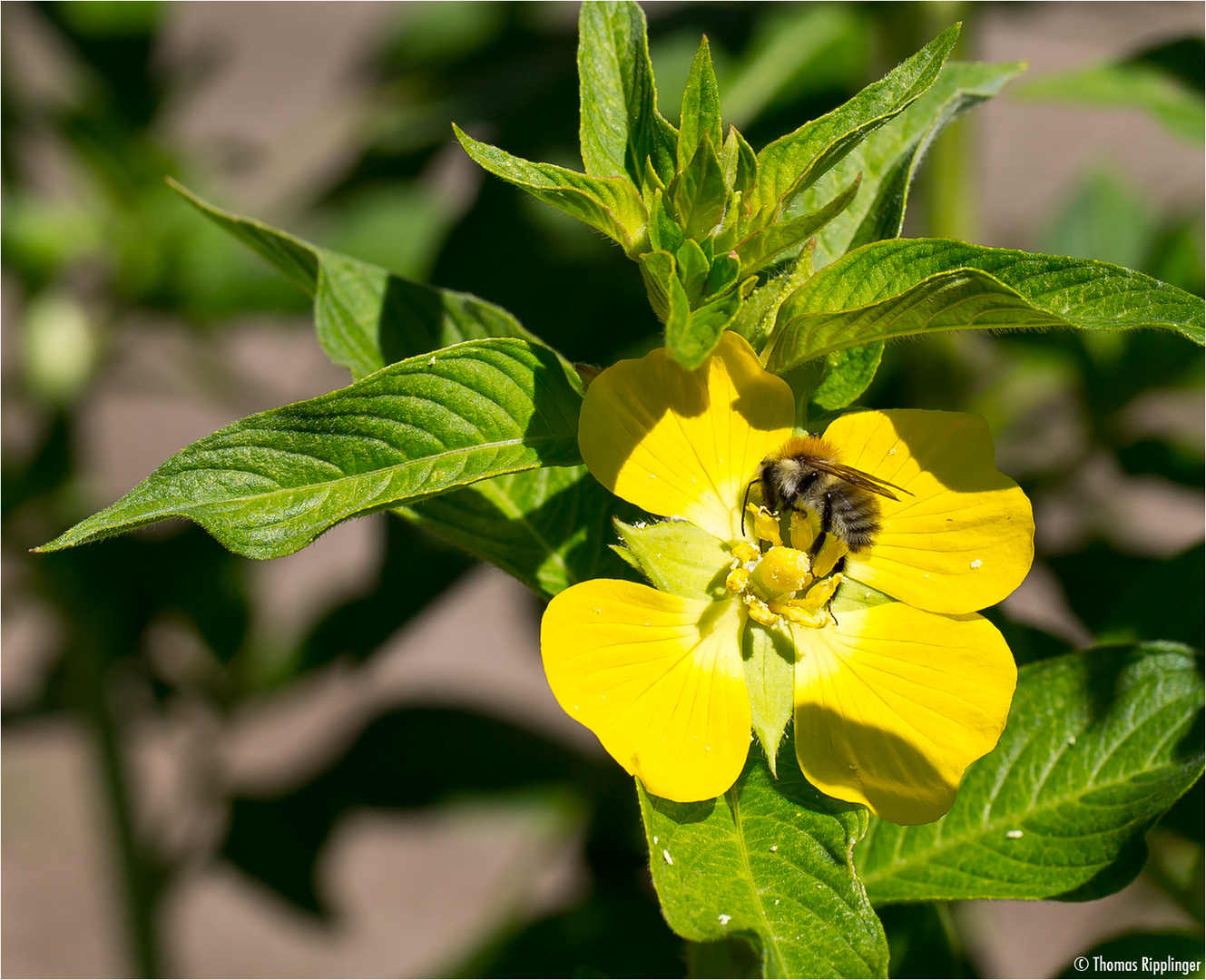 Heusenkraut (Ludwigia suffruticosa) ....D