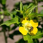 Heusenkraut (Ludwigia suffruticosa)