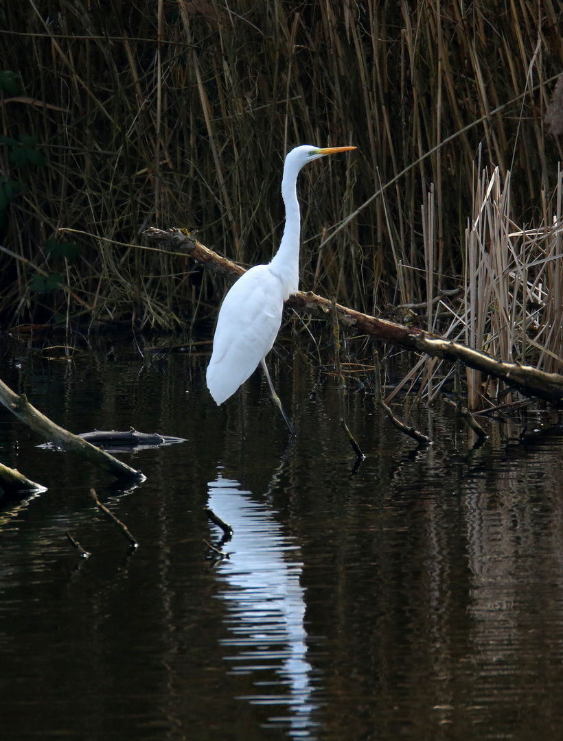 Heusenstamm am See