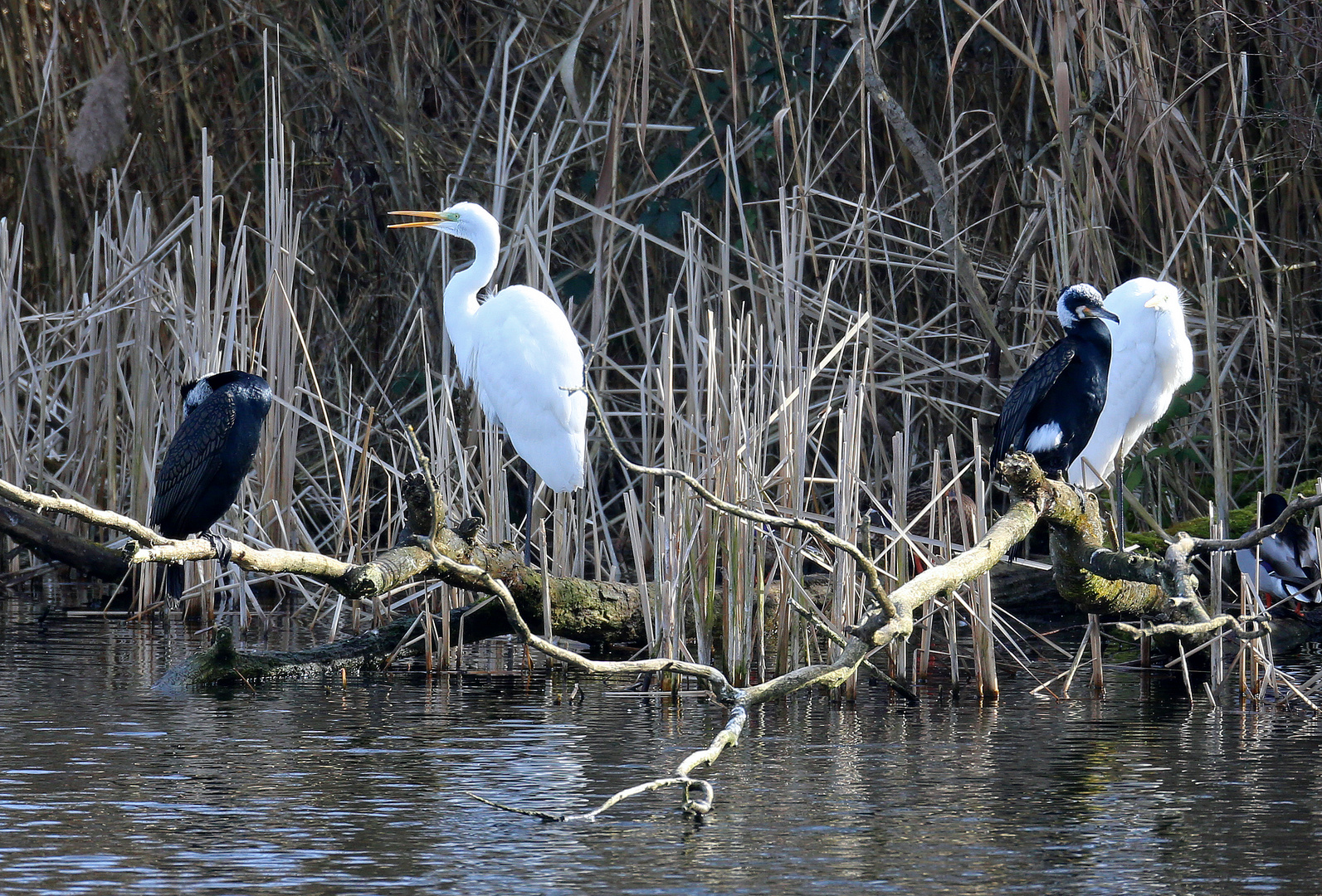 Heusenstamm am See