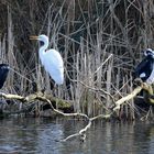 Heusenstamm am See