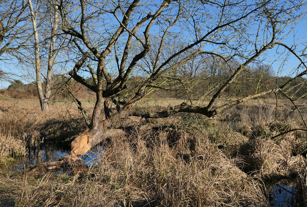 Heusenstammer Bieberauen: Im Biberland 02