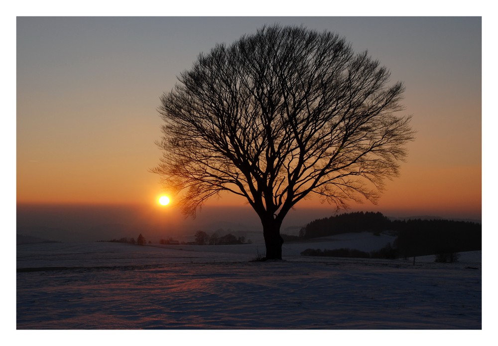 heut Abend bei meinem "Kugelbaum"