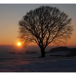 heut Abend bei meinem "Kugelbaum"