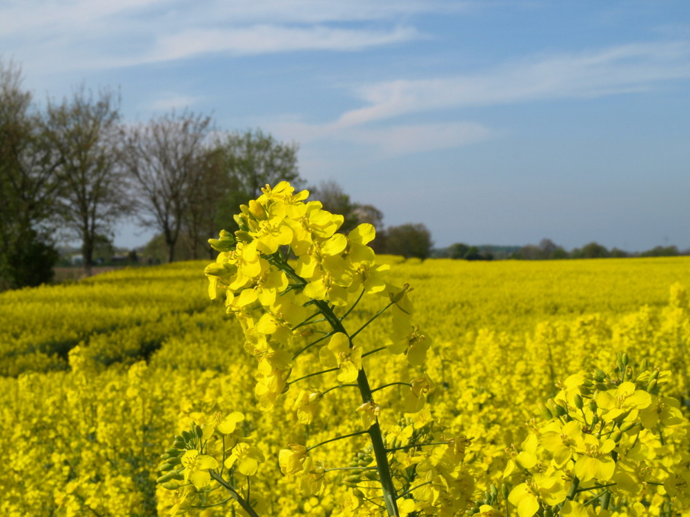 Heut auf dem Feld