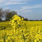 Heut auf dem Feld