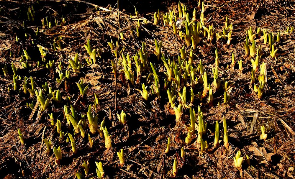 Heut fängt der Frühling an ....