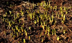 Heut fängt der Frühling an ....