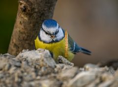 "Heut fliegen mir die Würmer nur so zu .... oder weg"