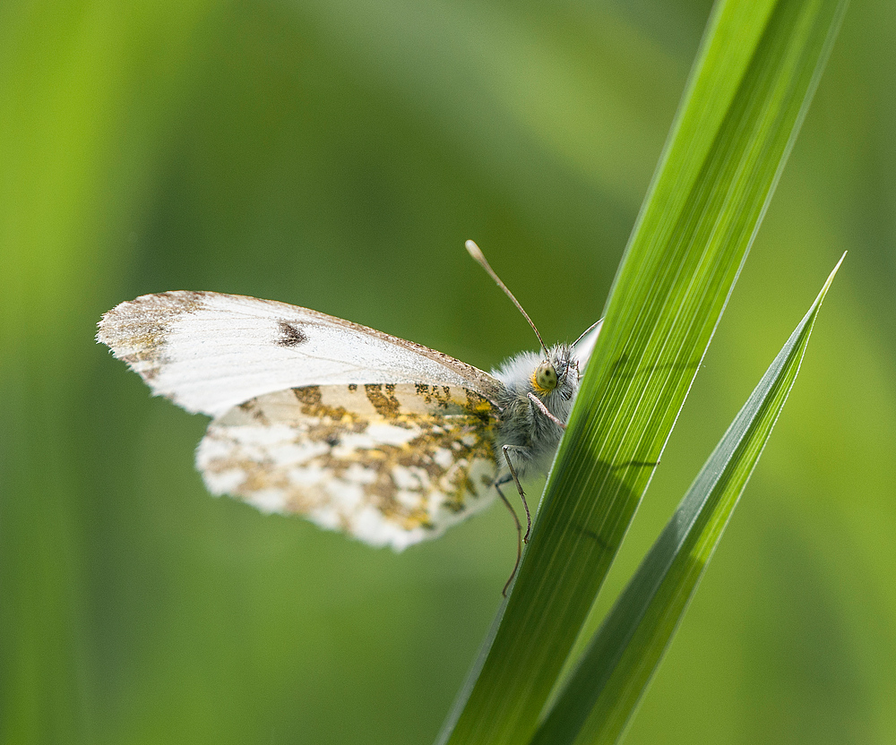 Heut fliegen sie nicht, deshalb....