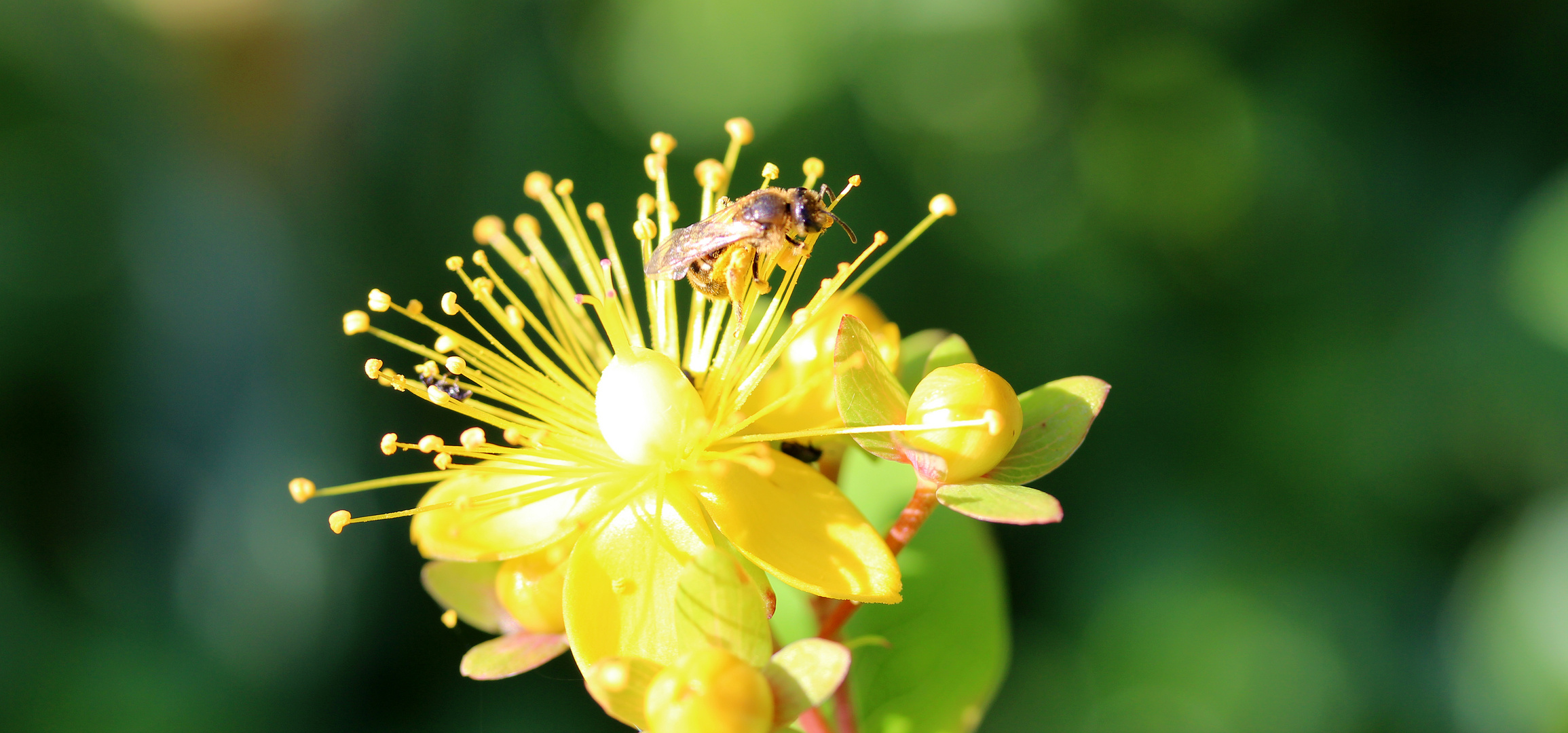 Heut früh in meinem Garten /2