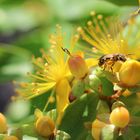 Heut früh in meinem Garten