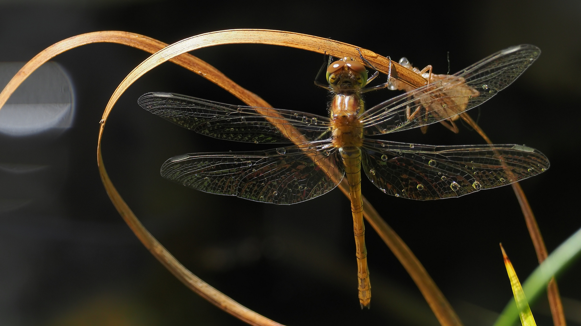 Heut Frühstück im Garten Foto & Bild natur, libelle