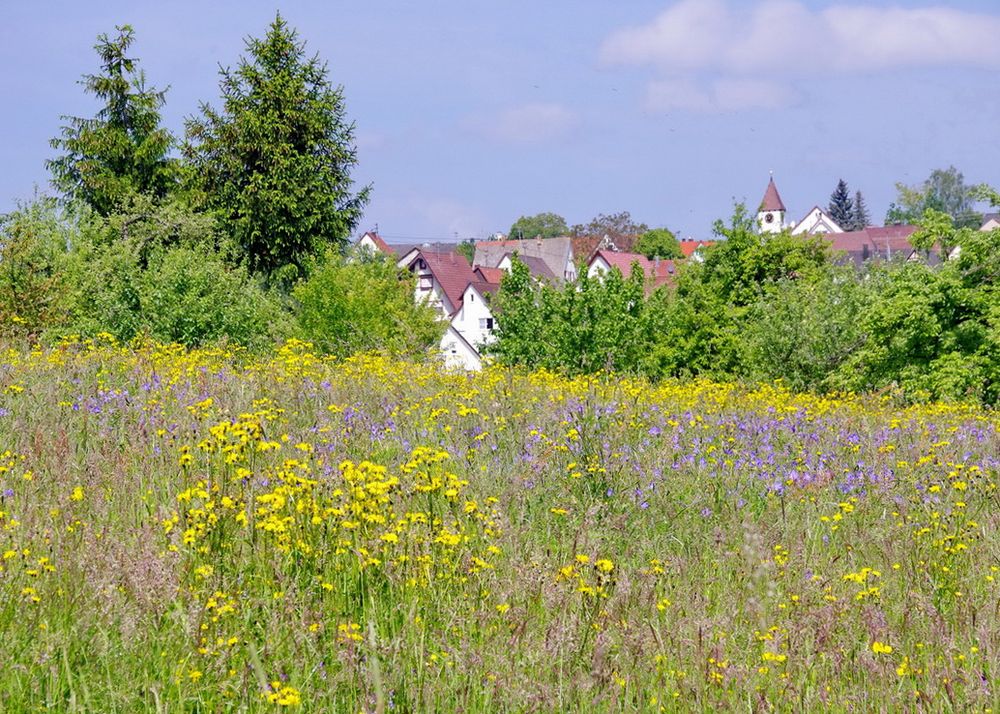 Heut gab es einen Sommertag