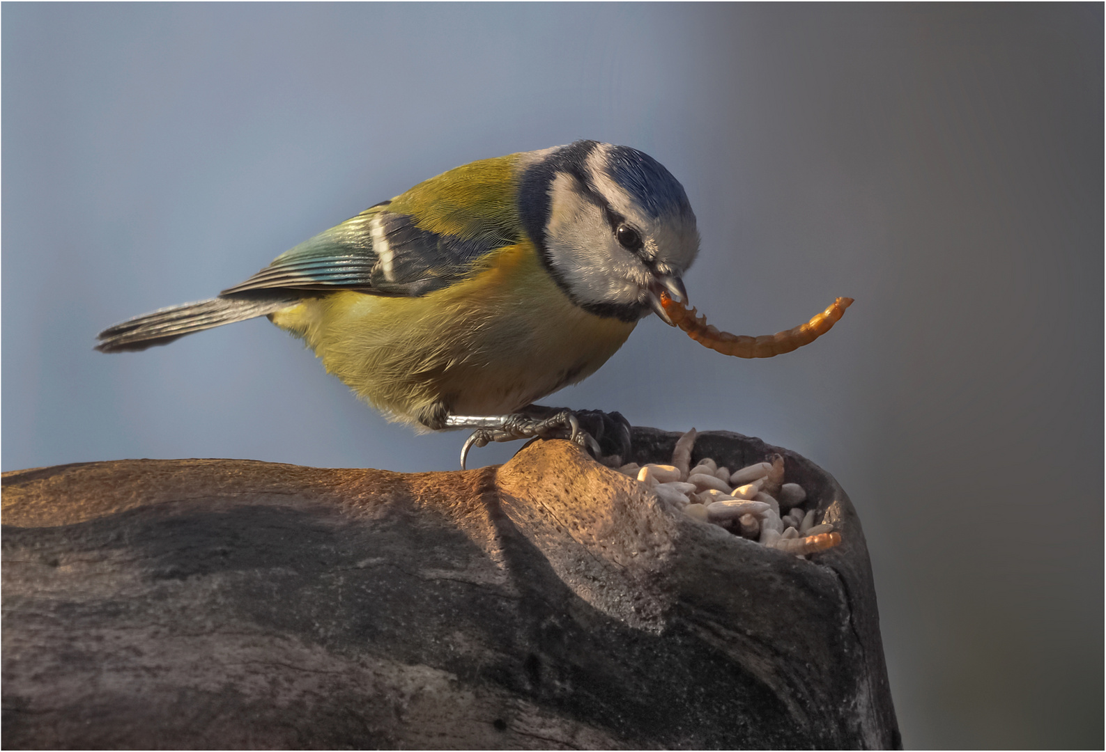 Heut gab`s Wurm....... Foto & Bild winter, olympus, tiere Bilder auf