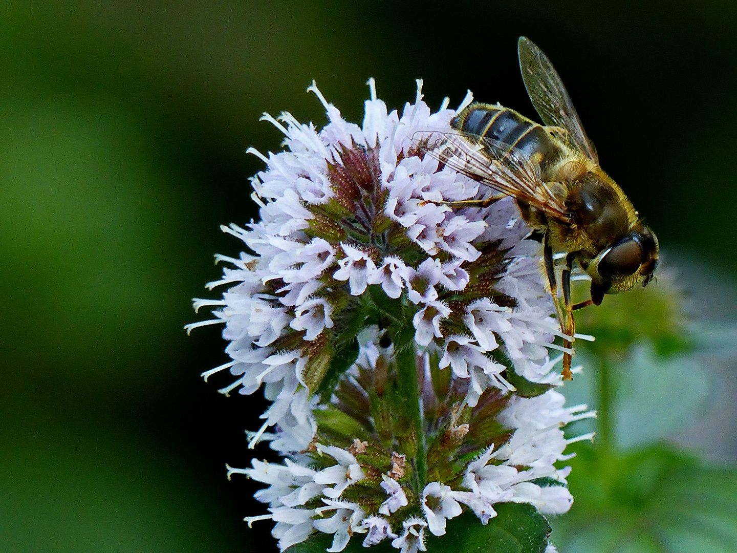 Heut gehts mal Berg ab mit dem Bienchen