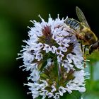 Heut gehts mal Berg ab mit dem Bienchen