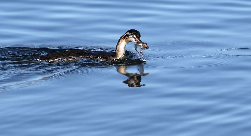 Heut gibt' Fisch und Morgen auch und Übermorgen ebenso