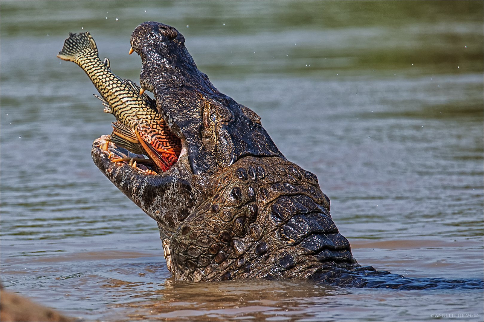 Heut gibt´s Fisch