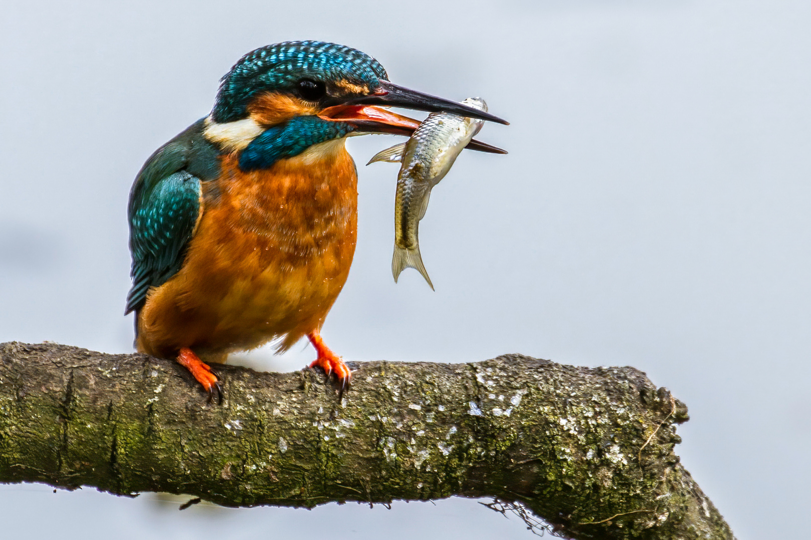 "HEUT GIBT'S FISCH - UND MORGEN AUCH"