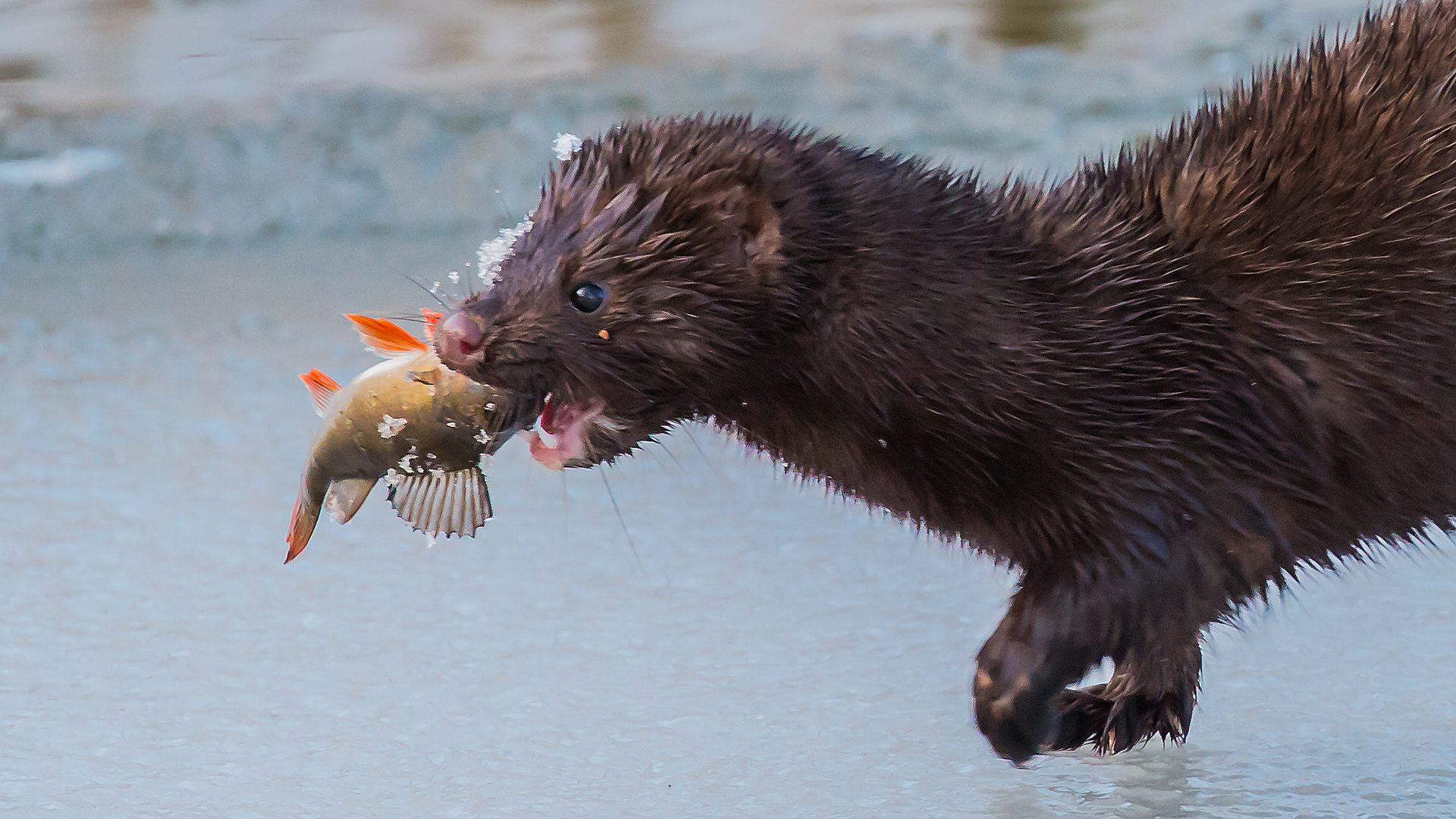 Heut gibt's frischen Fisch...