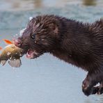 Heut gibt's frischen Fisch...