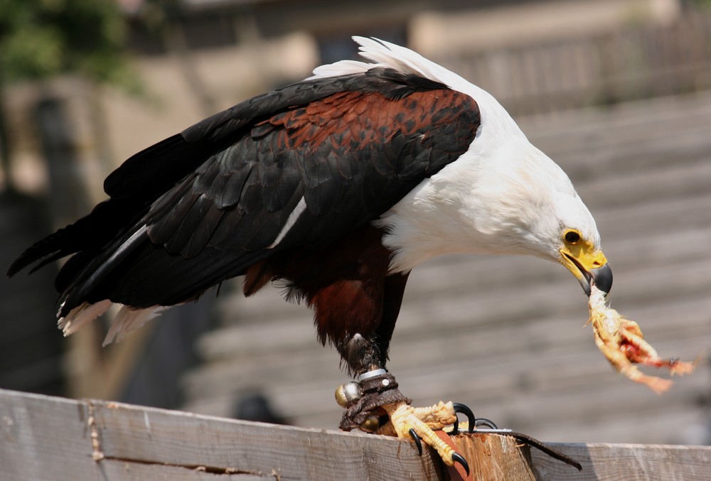 Heut` gibt`s Huhn