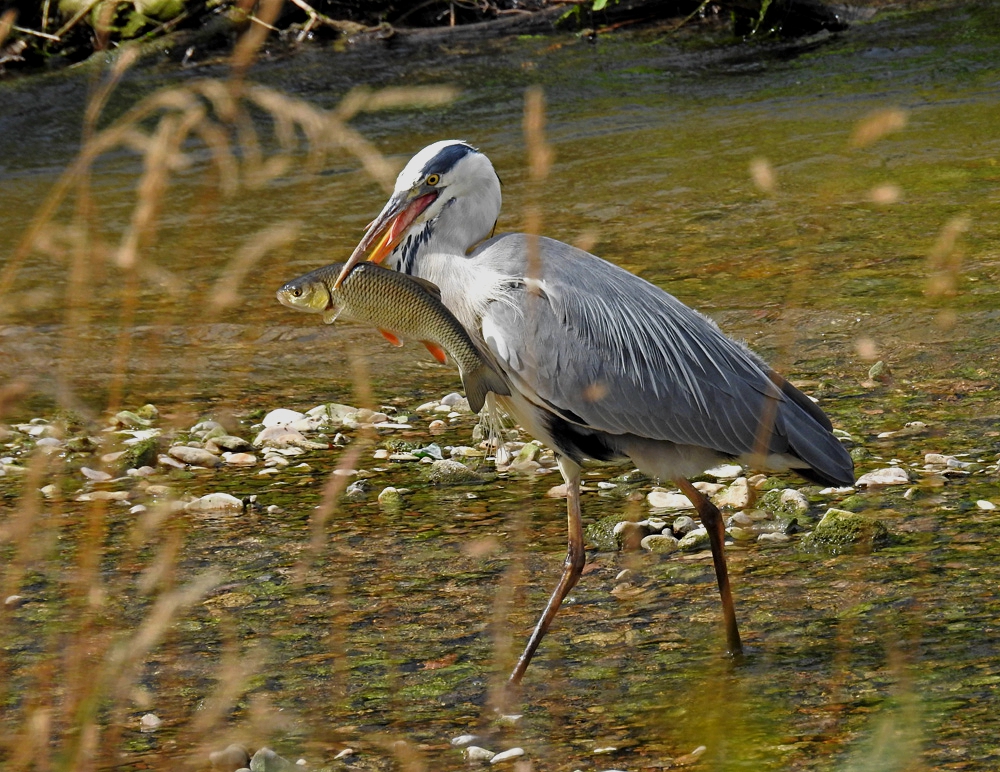 Heut gibts mal wieder Fisch....