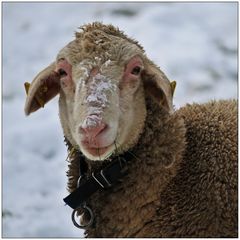 Heut' gibt's scho wieder Tiefgekühltes.....